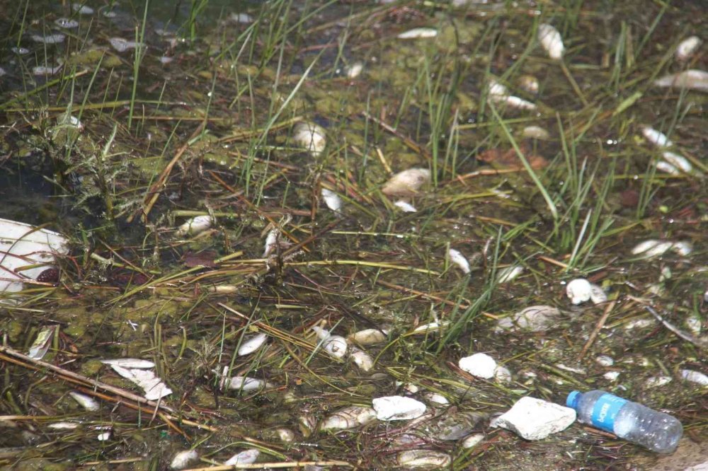 Konya'da ürküten manzara! Binlerce ölü balık kıyıya vurdu