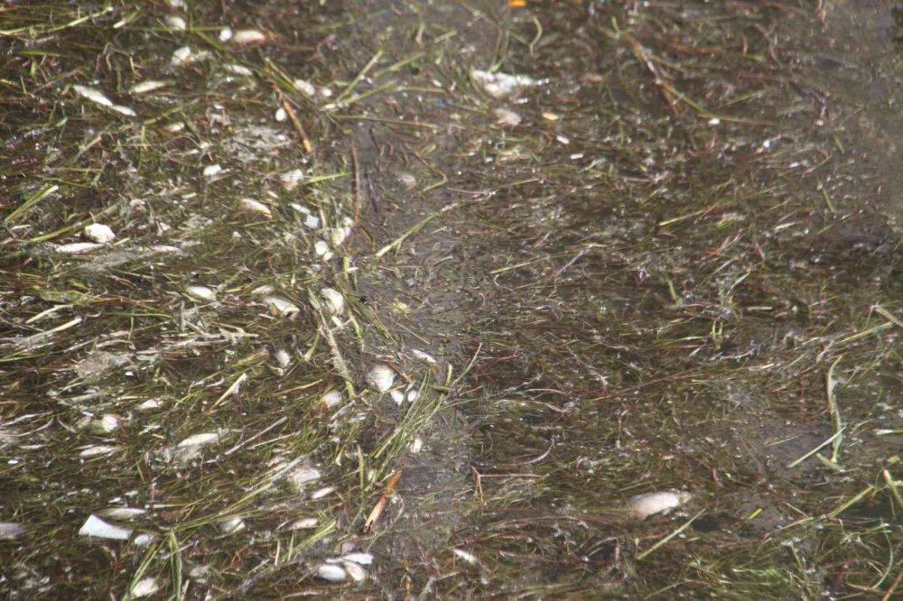 Konya'da ürküten manzara! Binlerce ölü balık kıyıya vurdu