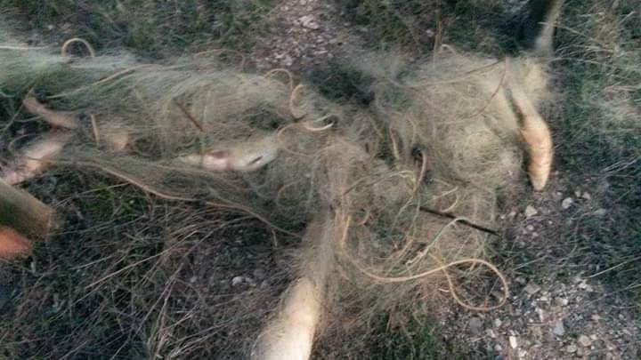 Altınapa Barajı yaşatılmaya çalışılıyor... Ağlar temizleniyor denetimler sıklaştırılıyor