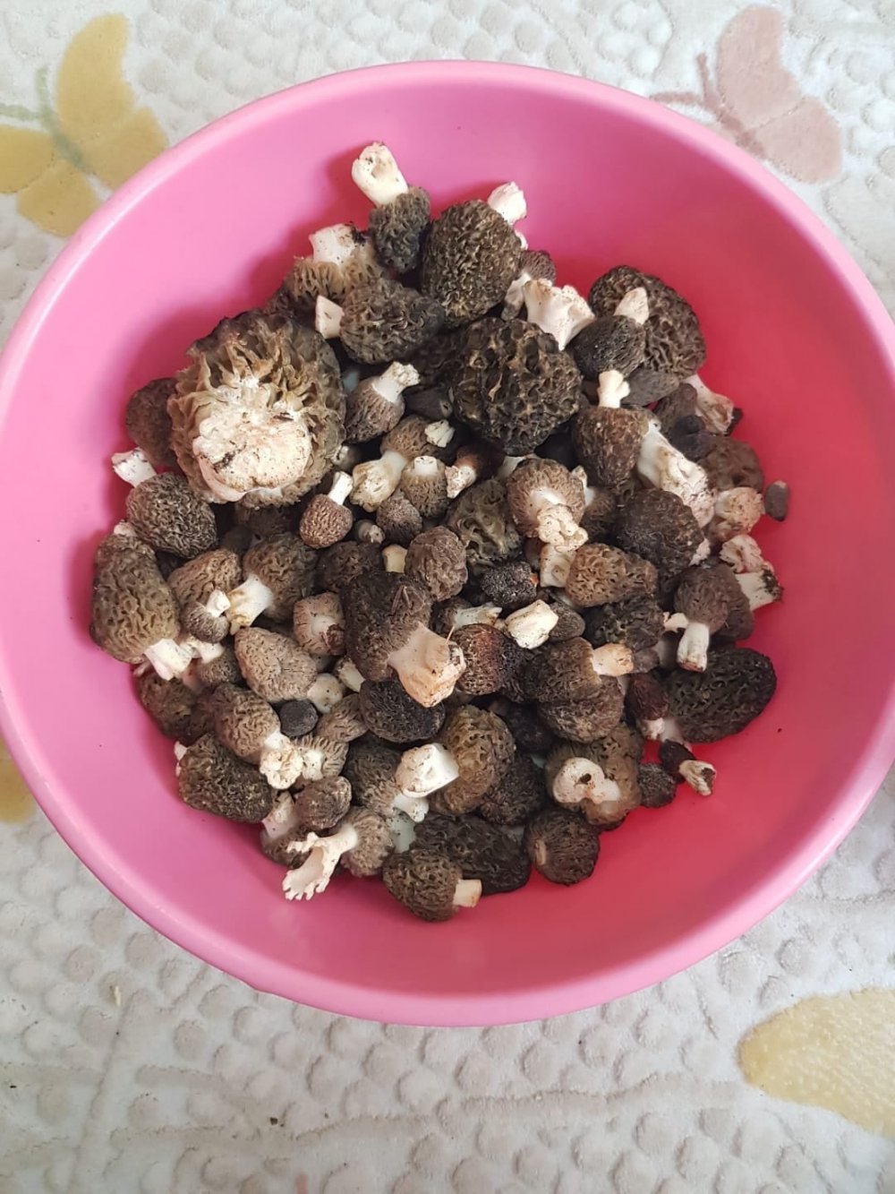 Mevsimi geldi! Konya’da yetişen kuzugöbeği mantarının kilosu 350 lira