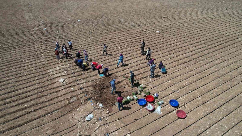 Konya Büyükşehir'den yüzde 85 hibe ile 540 bin adet adaçayı ve kekik fidesi desteği!