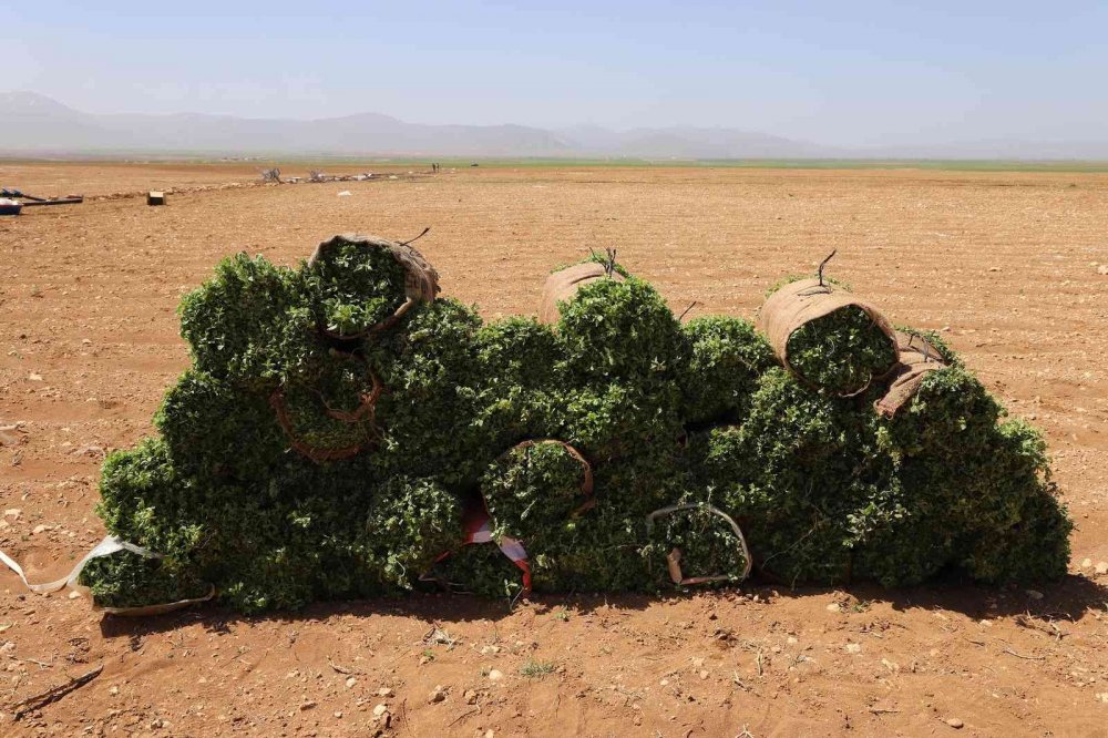 Konya Büyükşehir'den yüzde 85 hibe ile 540 bin adet adaçayı ve kekik fidesi desteği!
