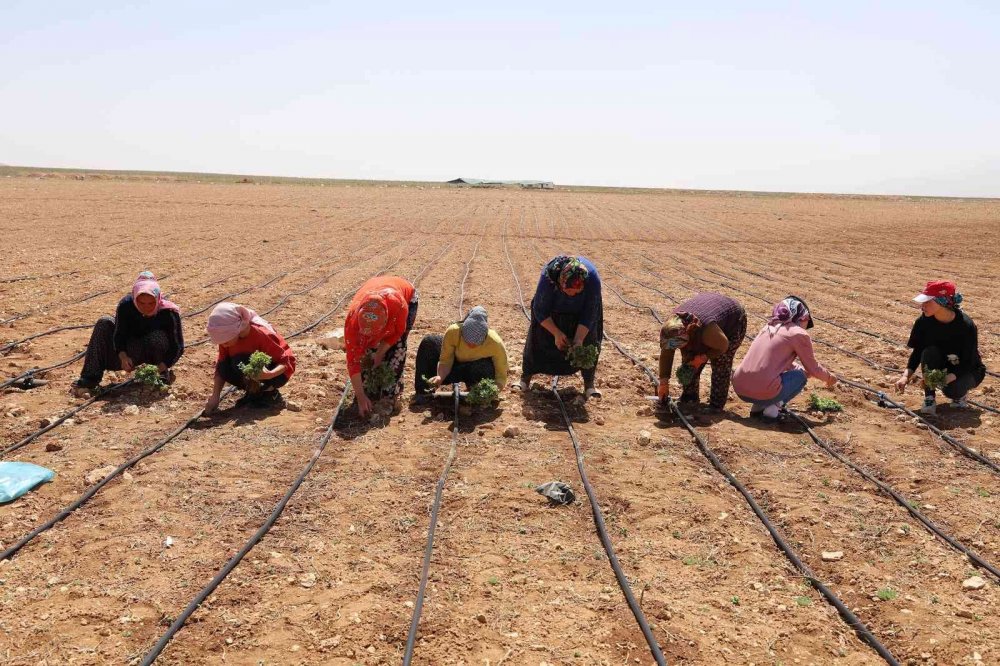 Konya Büyükşehir'den yüzde 85 hibe ile 540 bin adet adaçayı ve kekik fidesi desteği!