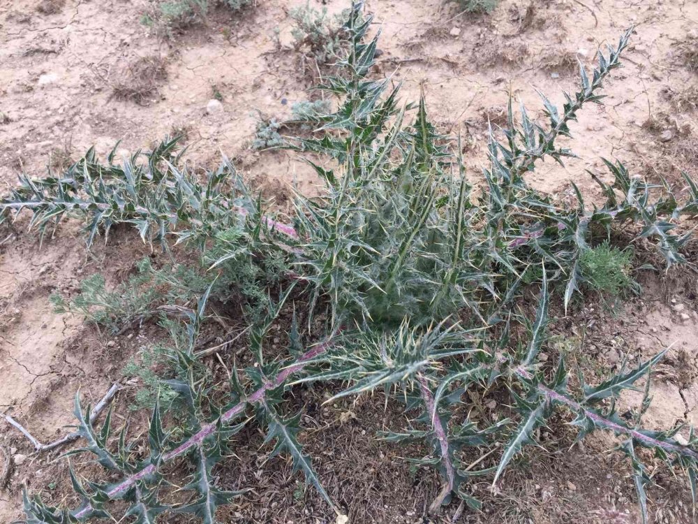 Konya'da baharın müjdecisi kenger zamanı!