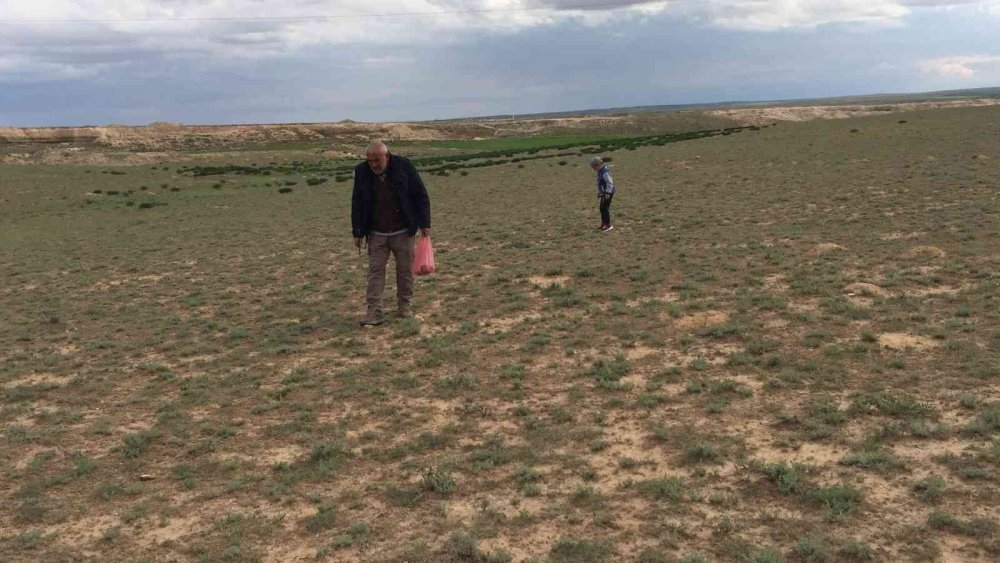 Konya'da baharın müjdecisi kenger zamanı!