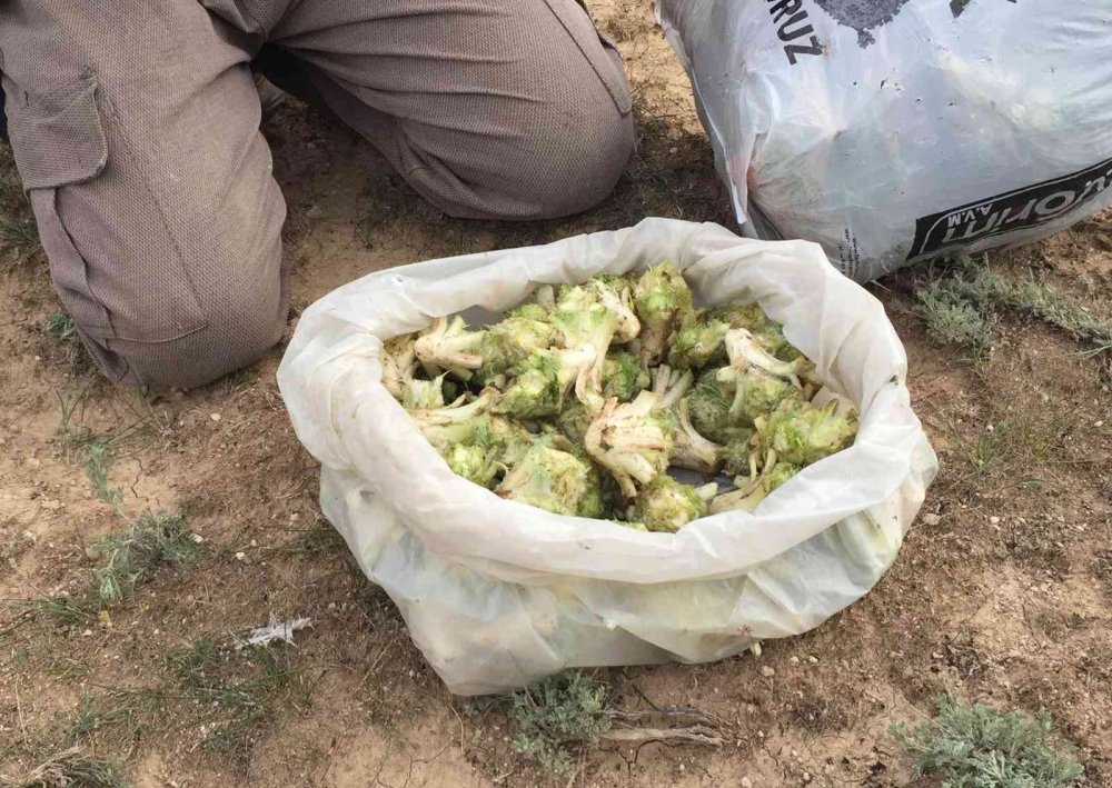 Konya'da baharın müjdecisi kenger zamanı!