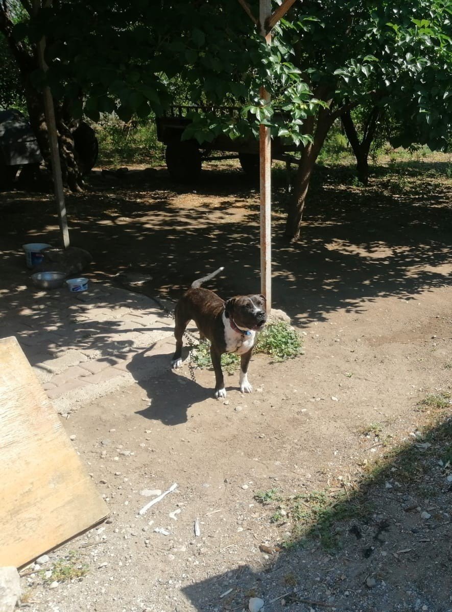 Antalya'da tasmasız ve ağızlıksız Pitbull gezisine 14 bin liraya TL ceza