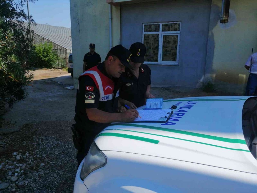 Antalya'da tasmasız ve ağızlıksız Pitbull gezisine 14 bin liraya TL ceza