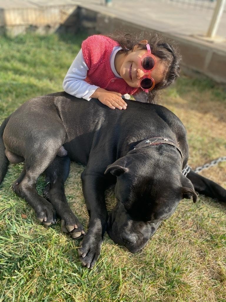 Olan Asiye Ateş'e oldu! Pitbulların sahipleri yine tahliye edildi! Tutuklu sanık kalmadı