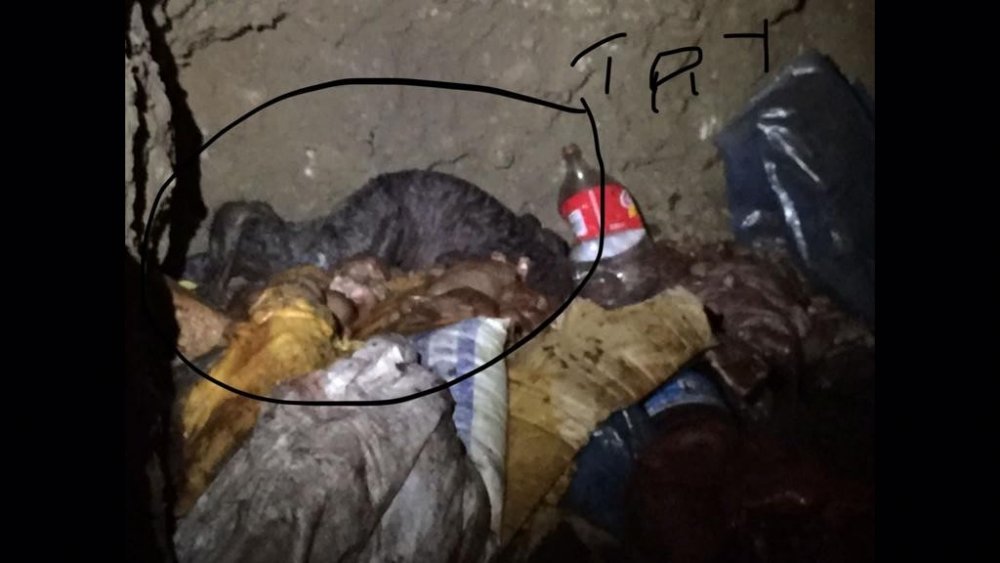 İzmir’de at eti alarmı! 3 bin 660 kilo çürümeye yüz tutmuş at eti ele geçirildi