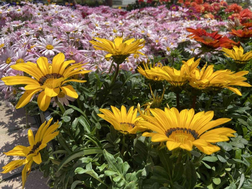 Konya'da balkon ve bahçe sezonu geç açıldı! Peyzajcıların beklentisi yüksek