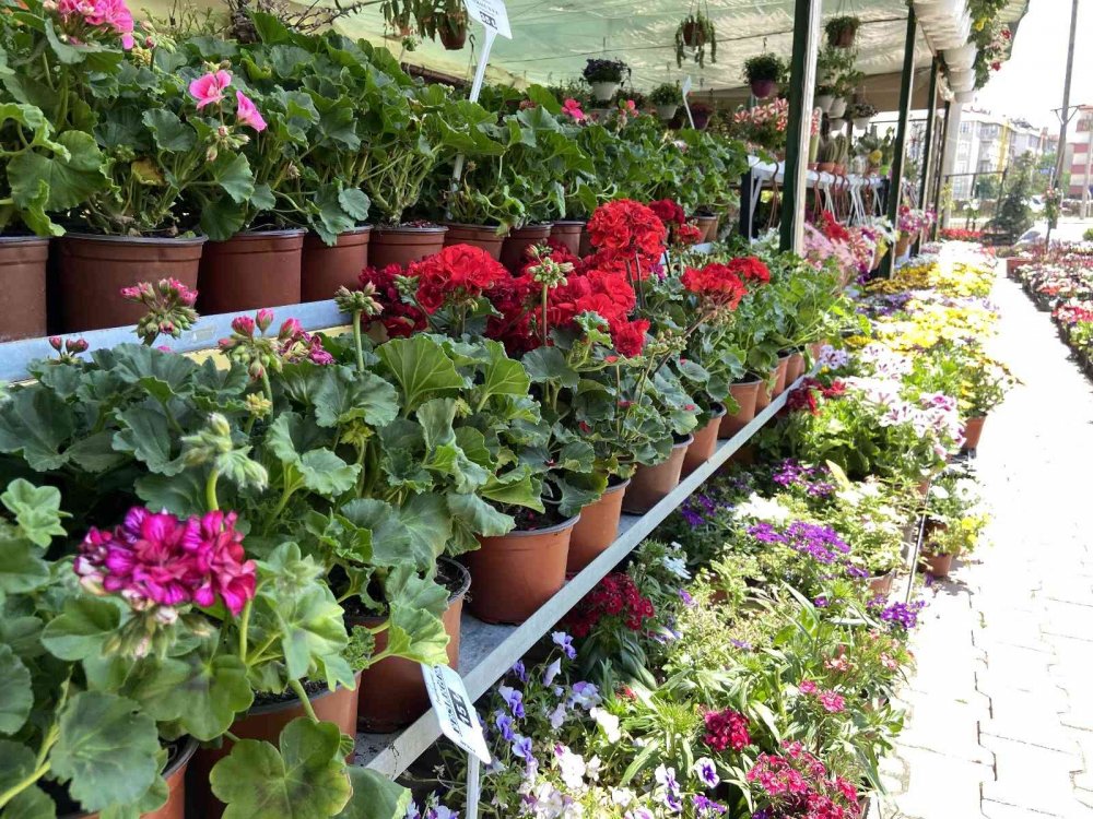 Konya'da balkon ve bahçe sezonu geç açıldı! Peyzajcıların beklentisi yüksek