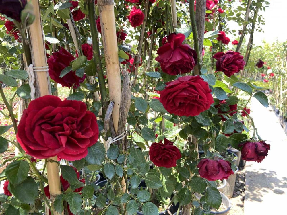 Konya'da balkon ve bahçe sezonu geç açıldı! Peyzajcıların beklentisi yüksek