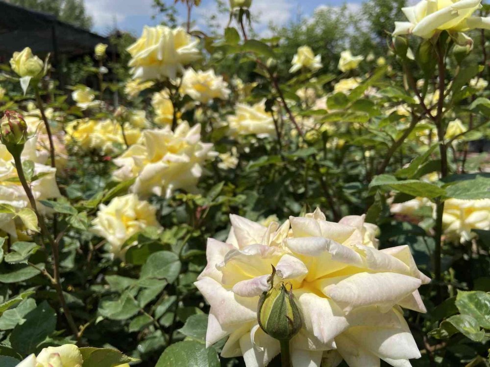 Konya'da balkon ve bahçe sezonu geç açıldı! Peyzajcıların beklentisi yüksek