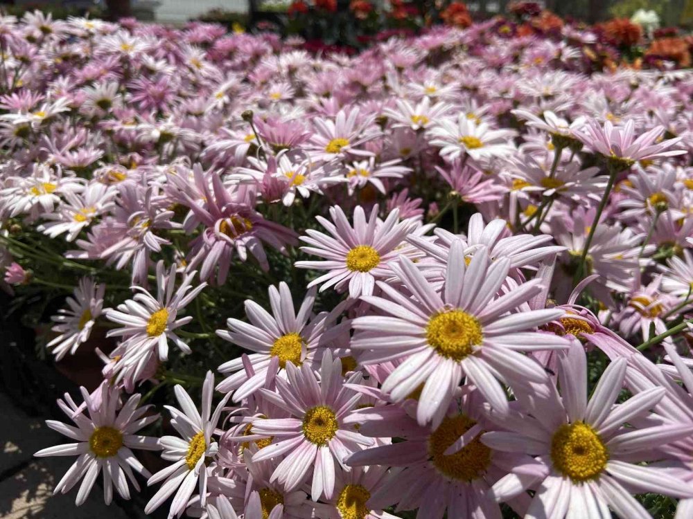 Konya'da balkon ve bahçe sezonu geç açıldı! Peyzajcıların beklentisi yüksek