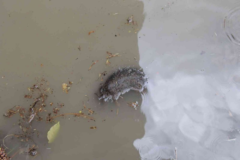 Ankara'da zor gün! Çok sayıda araç, iş yeri ve ev kullanılamaz hale geldi! Vatandaş isyan etti