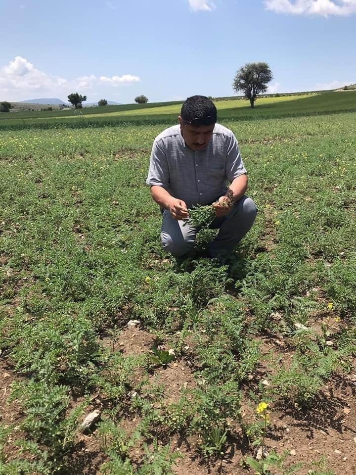 Konya'da çiftçilere yabancı ot ilaçlarında aşırı doz uyarısı! Ayçiçeği ve nohutta antraknoz ve kök çürüklüğü görüldü