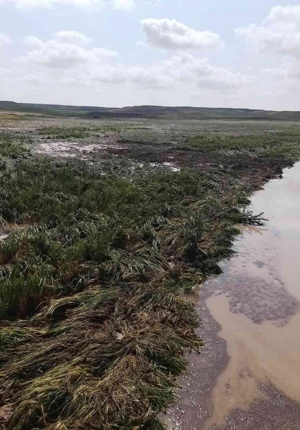 Konya'da şiddetli yağış ve dolu! Sadece bir ilçede 3 bin dekar ekili alan hasar gördü