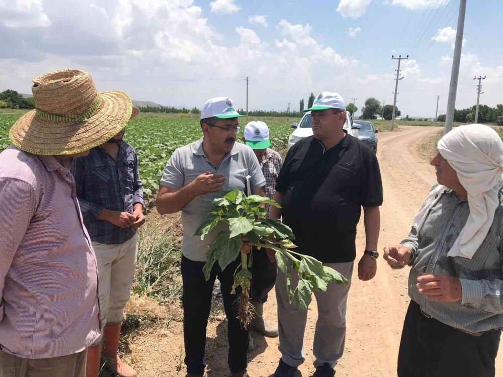 Yağmurlarla birlikte ekili tarım arazilerinde hareketlilik başladı!