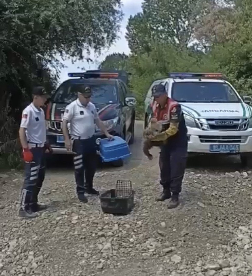 Boz ayı yavrusunun imdadına jandarma yetişti