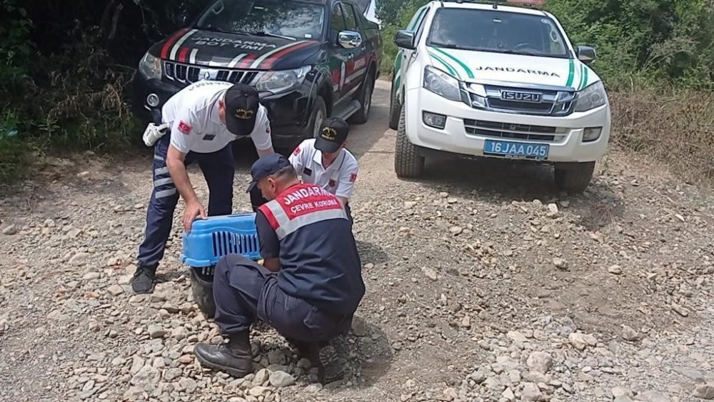 Boz ayı yavrusunun imdadına jandarma yetişti