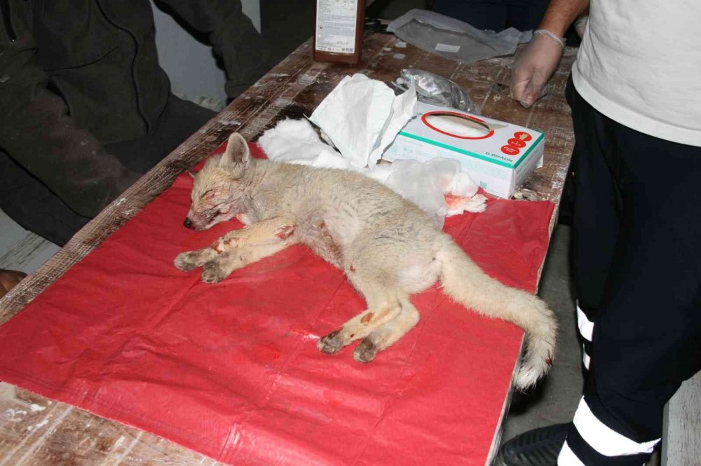 Konya'da yola fırlayan yavru tilki yaralandı! Vicdanlı sürücü önce acile sonra eve götürdü