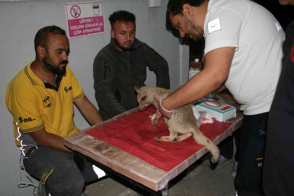 Konya'da yola fırlayan yavru tilki yaralandı! Vicdanlı sürücü önce acile sonra eve götürdü