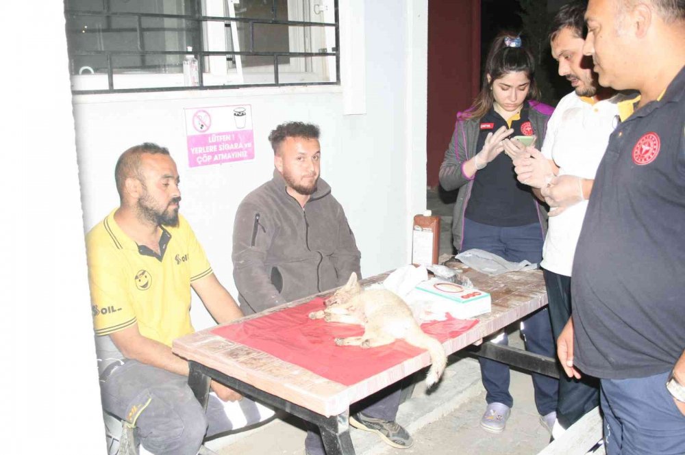 Konya'da yola fırlayan yavru tilki yaralandı! Vicdanlı sürücü önce acile sonra eve götürdü