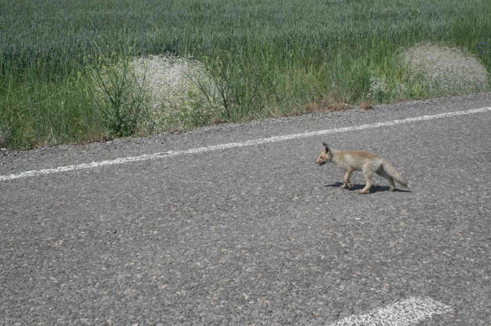 Konya'da yola fırlayan yavru tilki yaralandı! Vicdanlı sürücü önce acile sonra eve götürdü