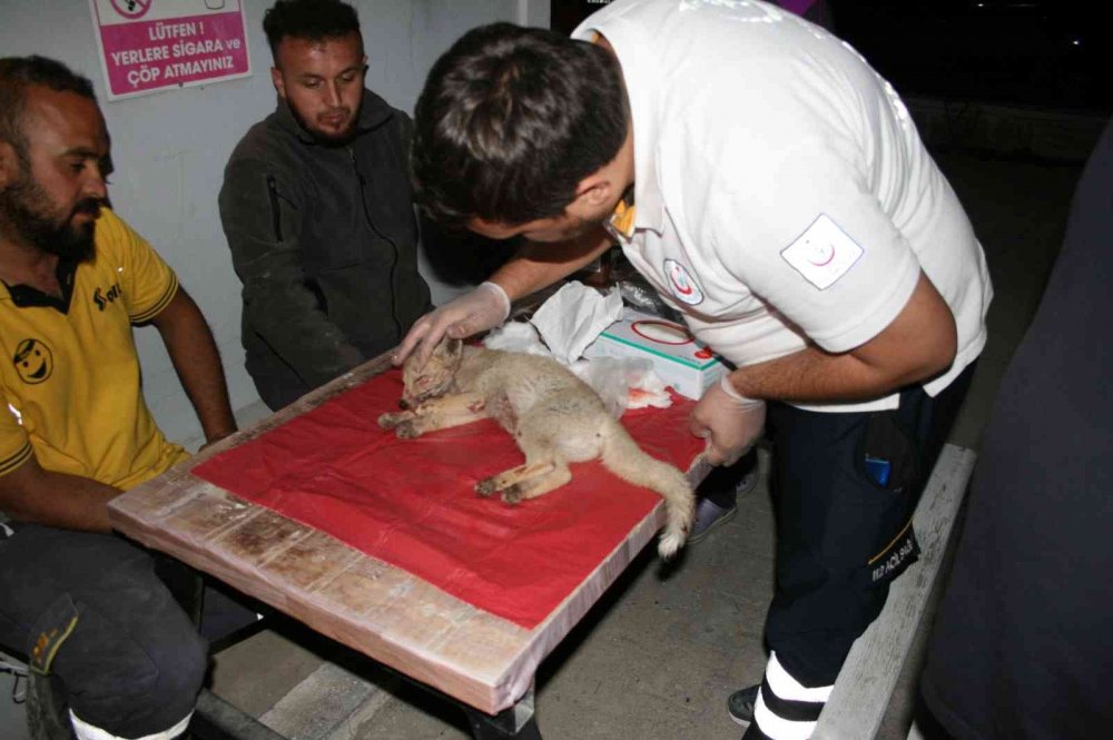 Konya'da yola fırlayan yavru tilki yaralandı! Vicdanlı sürücü önce acile sonra eve götürdü