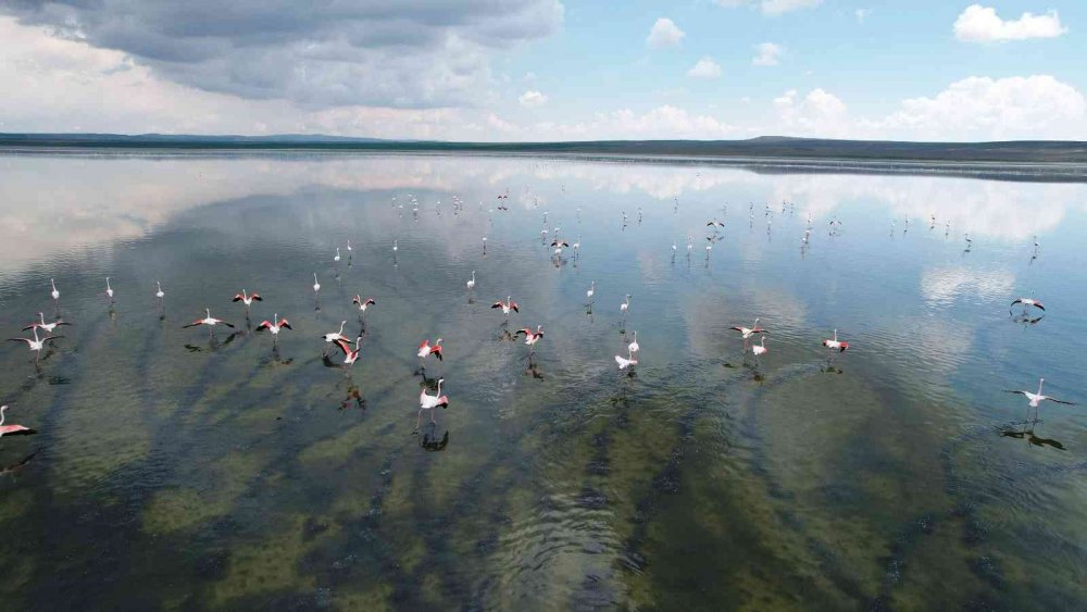 Konya'dan muhteşem manzara! Yağışların doldurduğu gölde allı turnalardan görsel şölen