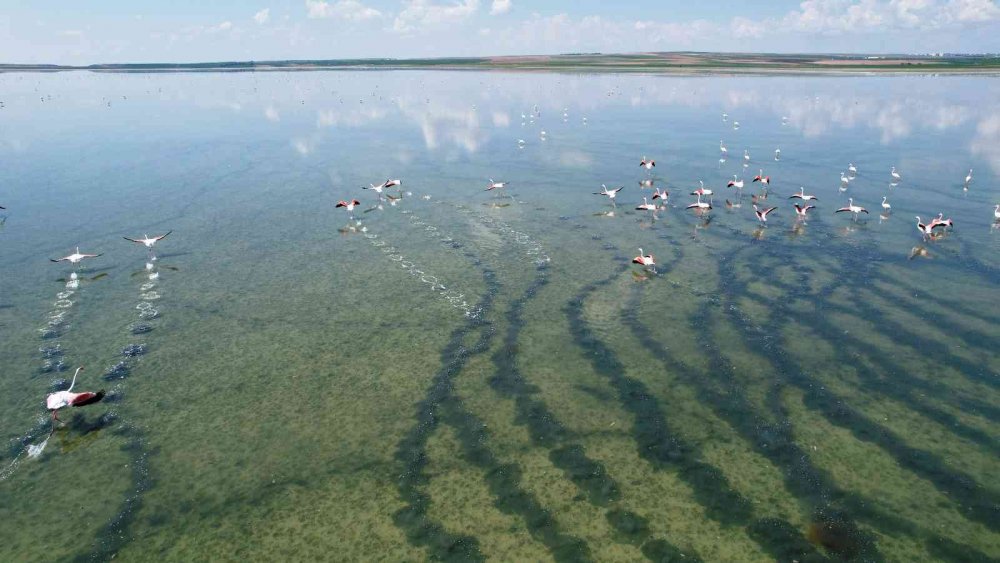 Konya'dan muhteşem manzara! Yağışların doldurduğu gölde allı turnalardan görsel şölen