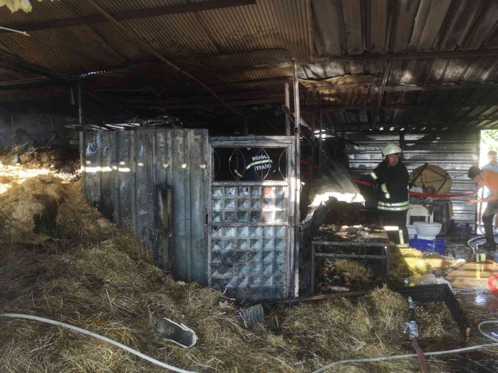 Muğla'da yürek yakan yangın! Araç küle döndü, hayvanlar alevlerden zarar gördü