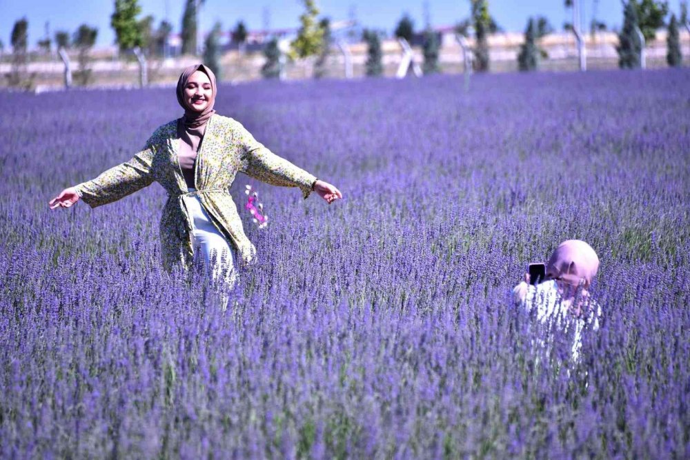 Konya'nın fotoğraf çekim mekanı kapılarını açtı! Karatay Lavanta Bahçesi'ne nasıl gidilir?