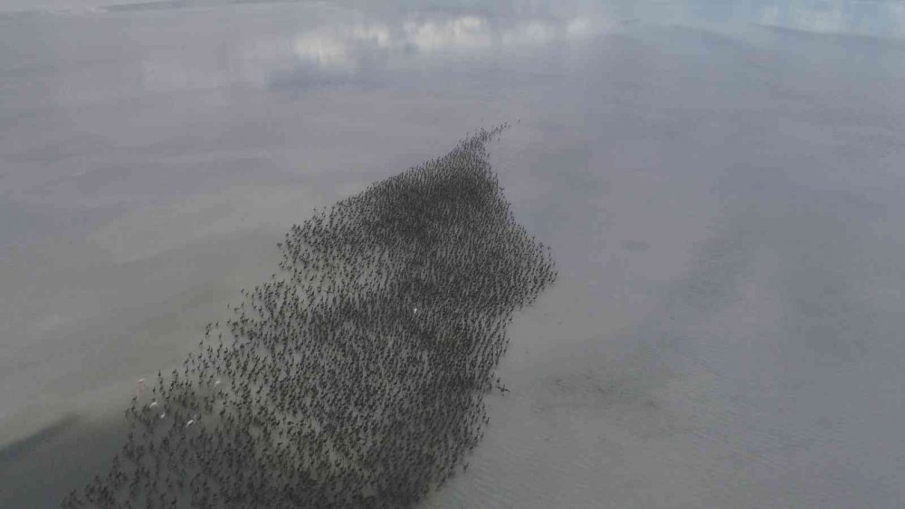 Tuz Gölü'nde büyük heyecan! Kuluçkadan çıkan binlerce yavru flamingo (allı turna) böyle görüntülendi