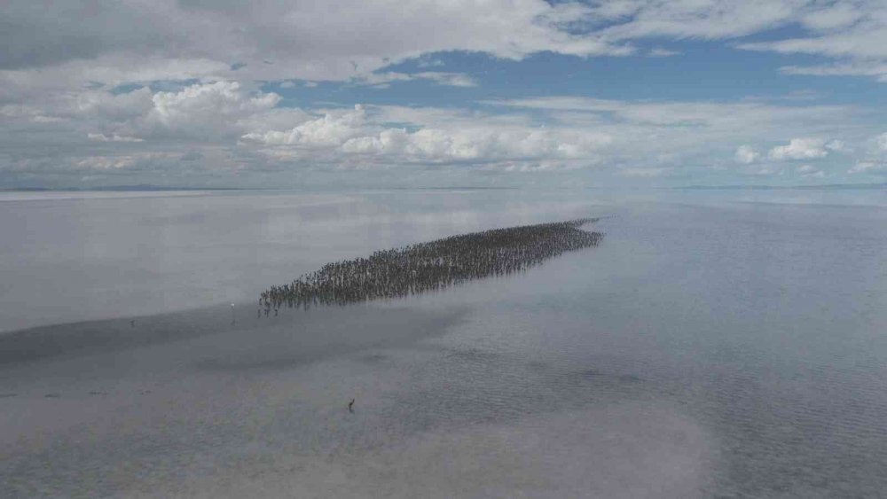 Tuz Gölü'nde büyük heyecan! Kuluçkadan çıkan binlerce yavru flamingo (allı turna) böyle görüntülendi