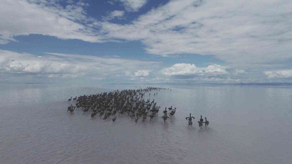 Tuz Gölü'nde büyük heyecan! Kuluçkadan çıkan binlerce yavru flamingo (allı turna) böyle görüntülendi