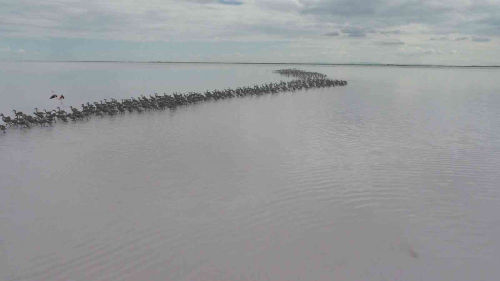 Tuz Gölü'nde büyük heyecan! Kuluçkadan çıkan binlerce yavru flamingo (allı turna) böyle görüntülendi