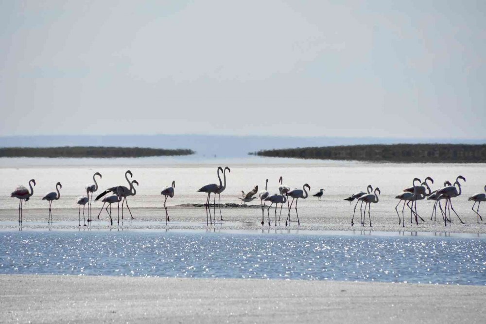 Tuz Gölü'nde büyük heyecan! Kuluçkadan çıkan binlerce yavru flamingo (allı turna) böyle görüntülendi