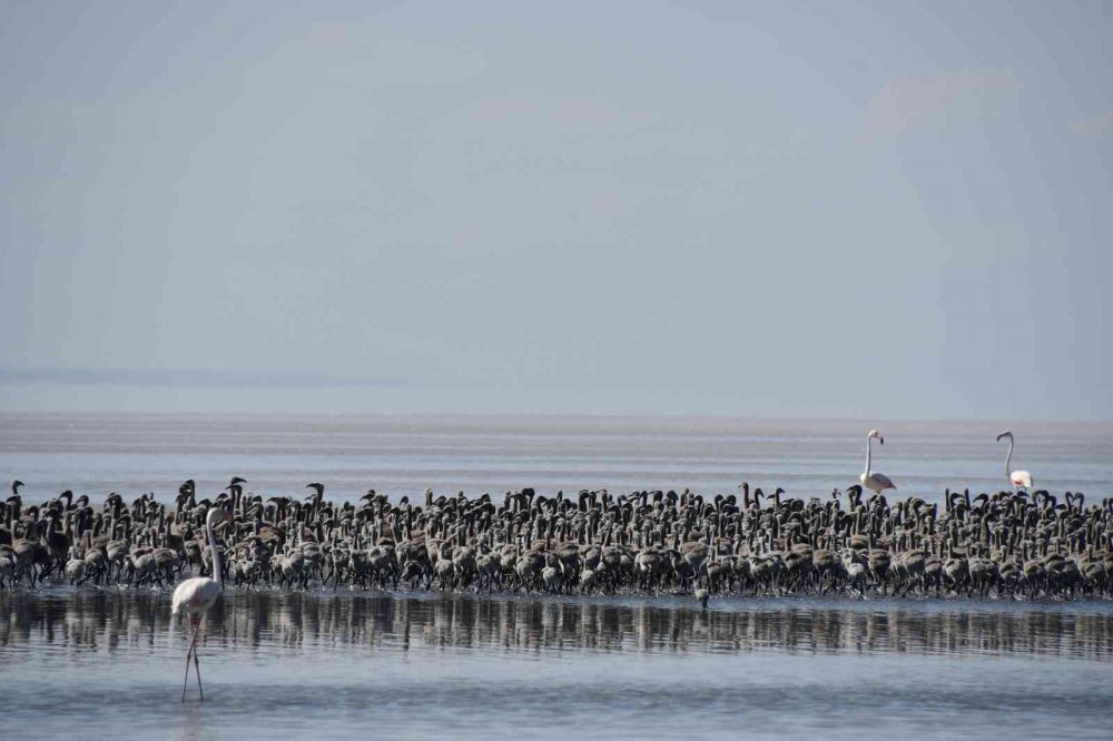 Tuz Gölü'nde büyük heyecan! Kuluçkadan çıkan binlerce yavru flamingo (allı turna) böyle görüntülendi