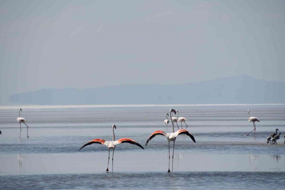 Tuz Gölü'nde büyük heyecan! Kuluçkadan çıkan binlerce yavru flamingo (allı turna) böyle görüntülendi