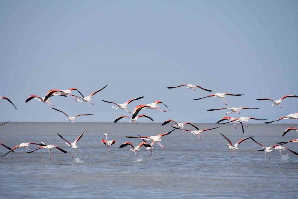 Tuz Gölü'nde büyük heyecan! Kuluçkadan çıkan binlerce yavru flamingo (allı turna) böyle görüntülendi
