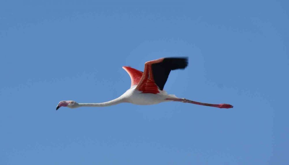 Tuz Gölü'nde büyük heyecan! Kuluçkadan çıkan binlerce yavru flamingo (allı turna) böyle görüntülendi