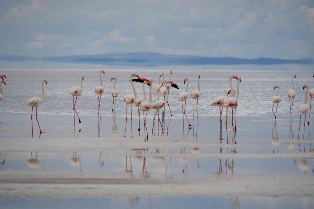 Tuz Gölü'nde büyük heyecan! Kuluçkadan çıkan binlerce yavru flamingo (allı turna) böyle görüntülendi
