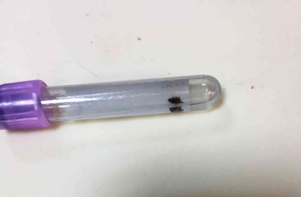 Konya'da kene vakası! Kasığına yapışan kene acil serviste çıkarıldı! Uzmanı uyardı