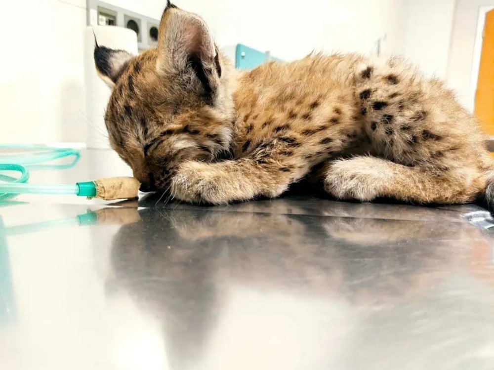 Konya'da yaralı 'vaşak' bulundu