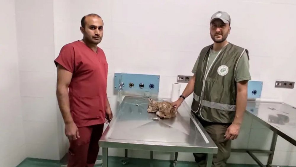 Konya'da yaralı 'vaşak' bulundu