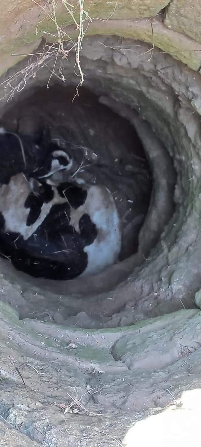 İnek 6 metrelik kuyuya düştü! Ekipler uzun uğraşlar sonucu kurtardı