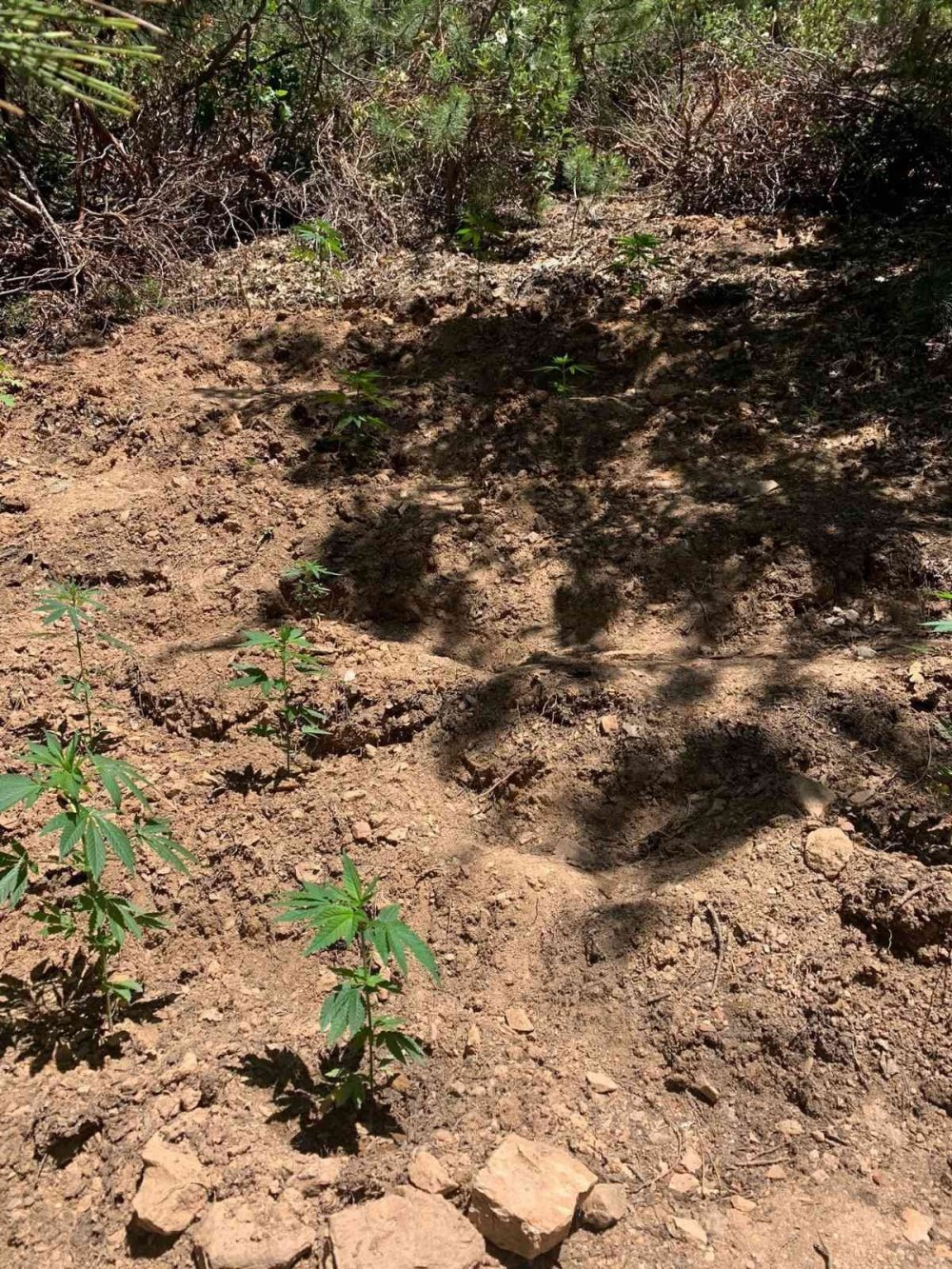 Konya Hüyük'te ormanlık alana Hint keneviri eken 2 kişi tutuklandı