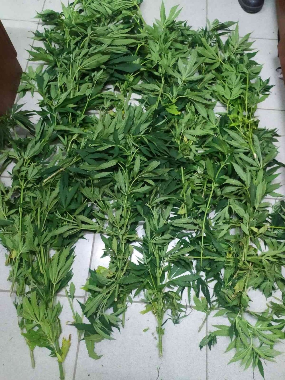 Konya Hüyük'te ormanlık alana Hint keneviri eken 2 kişi tutuklandı